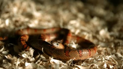 Snake in ultra slow motion 1500fps - SNAKES PHANTOM