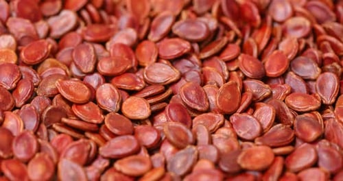Red watermelon seed