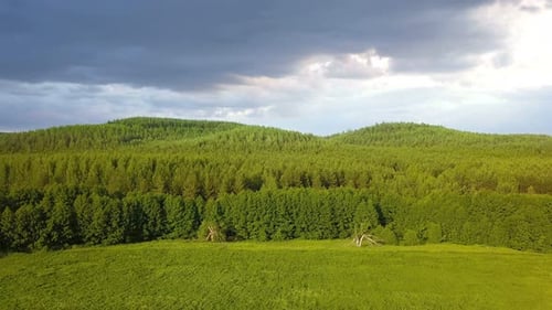 Natur des Waldes