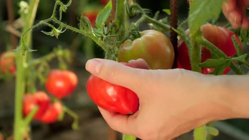 Closeup of Female Farmer Hands Picking Fresh Ripe Tomato in Backyard Garden