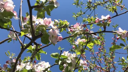 Slow motion Prunus persica spring flowers against blue sky 1920X1080 HD footage - Deciduous peach f