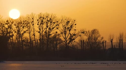 Bright Yellow Setting Sun Behind Black Bate Trees