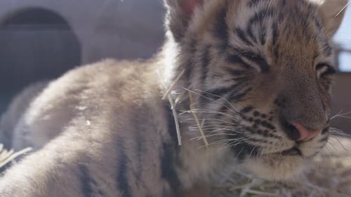 Tiger cub close up side profile from the left