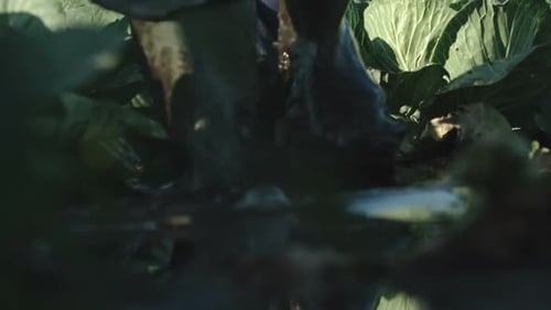 Farmers in Rubber Boots Walking through Mud