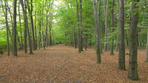 Wald