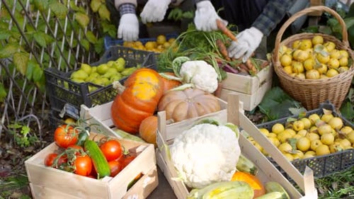 Freshly Harvested Vegetables and Fruits in Crates