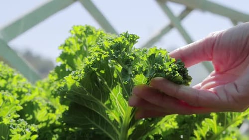 Légumes Touch