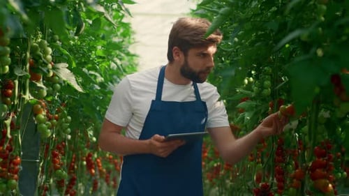 Farmer Inspecting Tomatoes in Greenhouse with Tablet