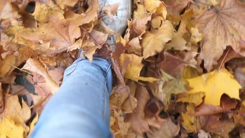Legs Walk Over the Autumn Multicolored Maple Foliage