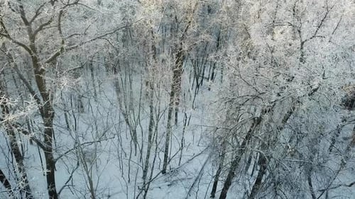 Luftaufnahme des Winterwaldes mit Schnee und Frost