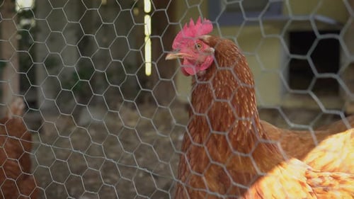 Hen Standing Near Enclosure Fence
