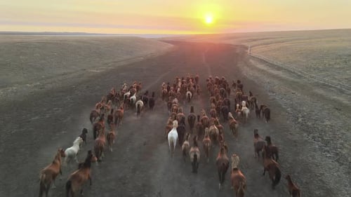 Wild Horses Running