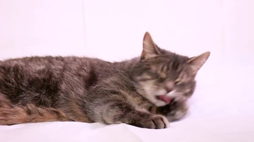Die süße Tabbykatze leckt ihre Pfoten und reinigt dann ihr Gesicht, während sie sich vor einem weißen Hintergrund hinlegt