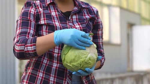 Examining a Head of Cabbage