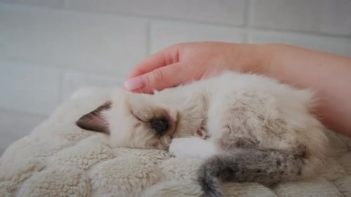 Adorable Kitten Napping Peacefully and Being Gently Pet