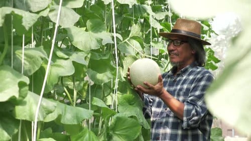 Le jardinier récolte des melons dans une serre