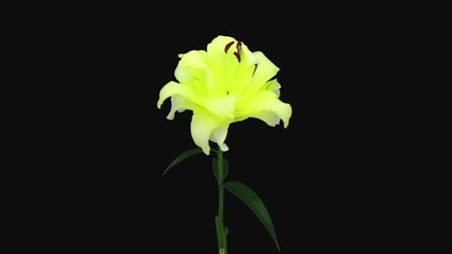 Délai d'ouverture de la fleur de lys jaune