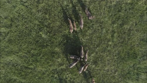 Caballos salvajes corriendo Mustangs salvajes Corren sobre la hierba verde