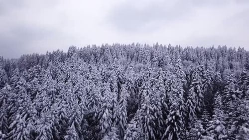 Coniferous Forest . Aerial View
