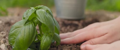 Hands planting fresh basil sapling to the soil. Earth day, gardening concept