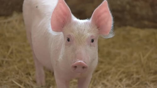 Piggy on Straw Background.