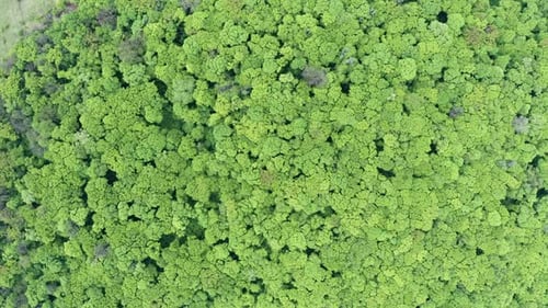 Young Green Forest Little Trees