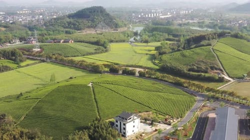 Tea plantation in mountain