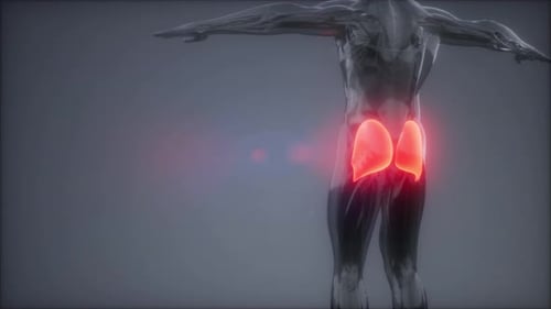 3D Medical Animation of Human Gluteus Muscles Highlight