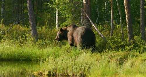Large Adult Brown Bear Walking Free in the Forest