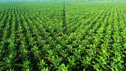 4K : Aerial view over the large palm oil plantation