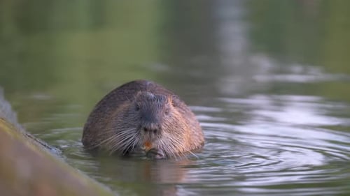 Wilde große Coypuratte im Naturhabitat