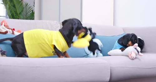 Playful Dachshunds with Stuffed Animals on Couch