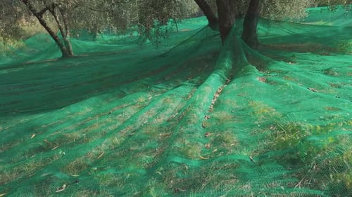 Harvest olive trees cultivation. Organic agriculture. Rural farming. Olives ready for harvesting.