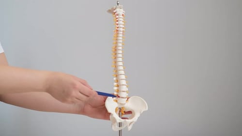 Doctor Explaining Anatomical Spine