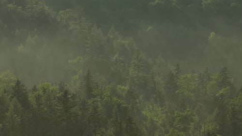 Scenic Forest with Fog and Sunlight
