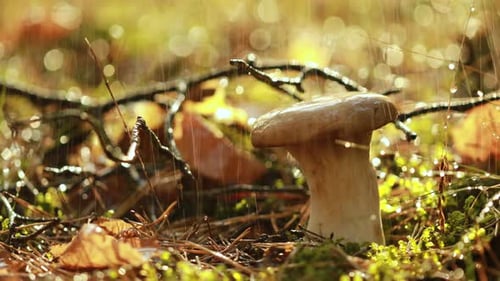 Mushroom Boletus In a Sunny Forest in the Rain