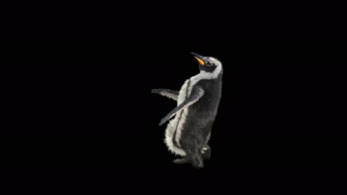 Cute Animated Baby Penguin Walking and Flapping
