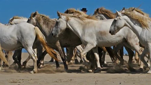 Troupeau de chevaux camarguais sur la plage, Camargue, France