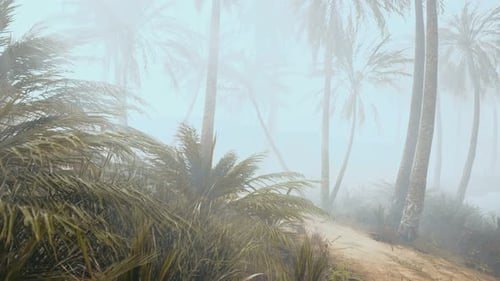 Cocotiers dans un brouillard matinal profond
