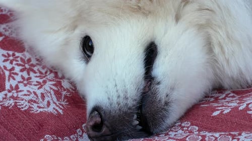 The white dog is sleeping. Eye of a sleeping Samoyed dog. Close-up.