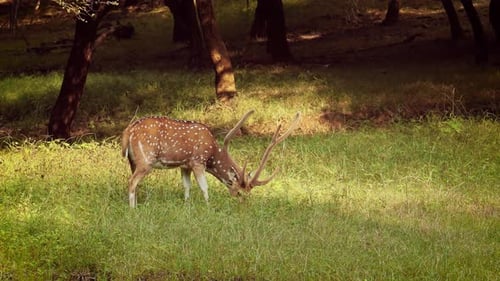 Chital or Cheetal, Also Known As Spotted Deer, Chital Deer, and Axis Deer