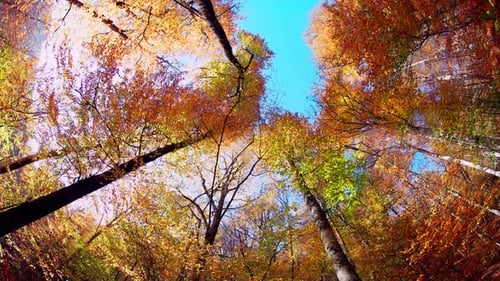 Trees (2K)