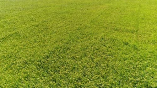 Rice Aerial