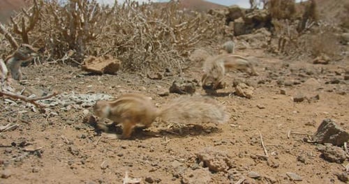 Very Curious Wild Squirrels Atlantoxerus Getulus in the Crater of the Calderon Hondo Volcano Near