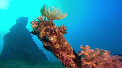 Soft Coral Tube Worm