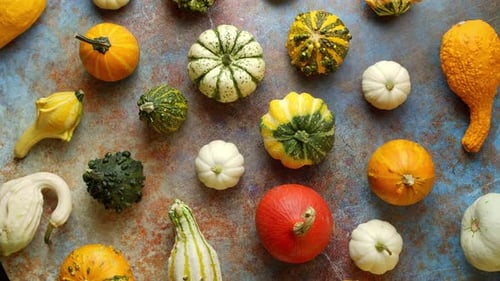 Colorful Gourds Arranged in a Flat Lay