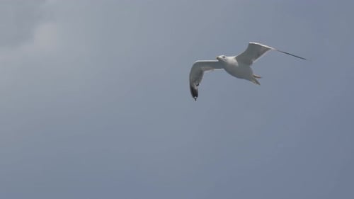 Seagull Fly Close Up