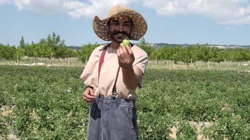 Plucked Green Tomatoes