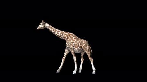 4K Giraffen-Spaziergang