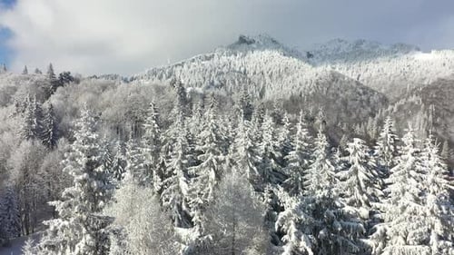 Forest In Snowy Mountains Aerial Views